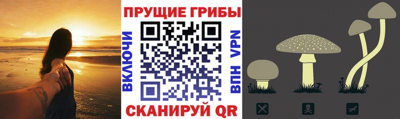 Псилоцибиновые грибы Cubensis  что такое   OMG маркетплейс  Пестово 