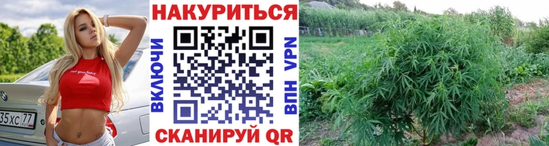 Бошки марихуана OG Kush  купить   Пестово 